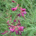 Hedysarum multijugum fleur P26